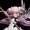 © Magica Quartet/Aniplex, Madoka Partners, MBS