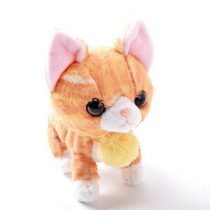 Bonjour Orange Tabby Cat