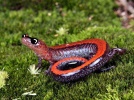 Salamander...