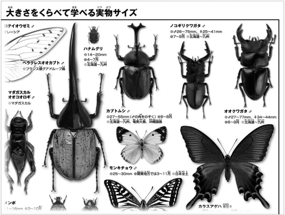 Insects Size Comparison Jigsaw Puzzle - Tokyo Otaku Mode (TOM)