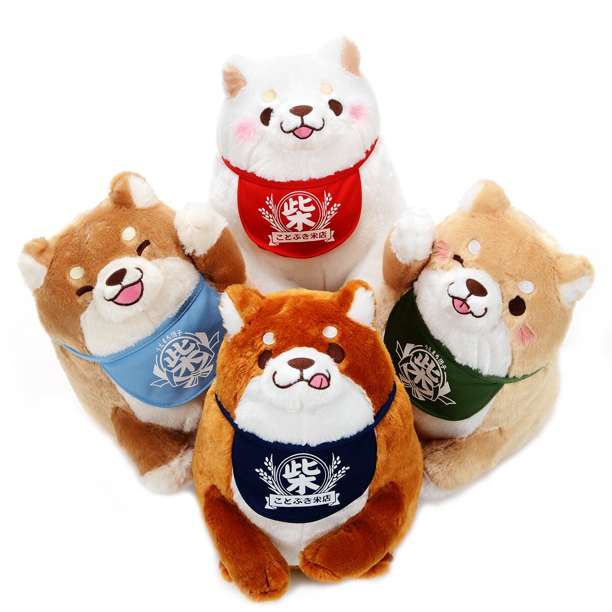 Shiba teddy 2024