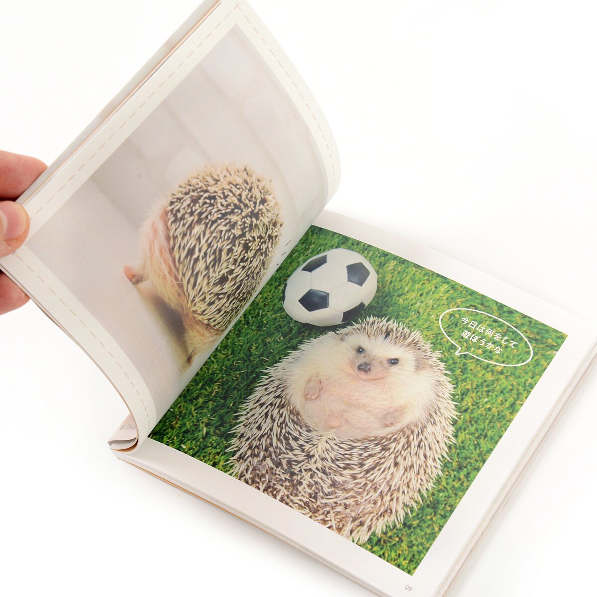 Marutaro The Hedgehog Butt Photo Book - Tokyo Otaku Mode (tom)