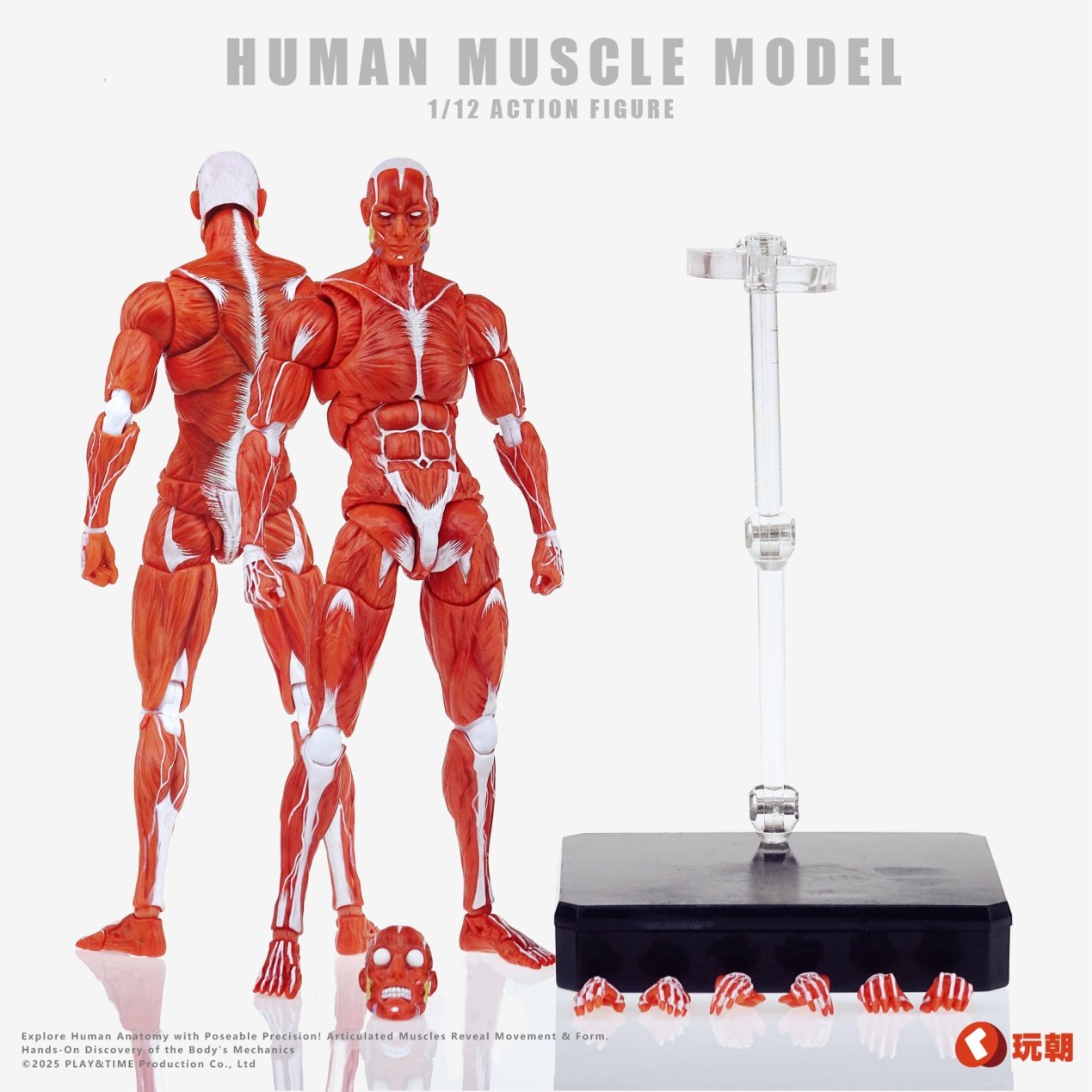 Human Muscle Model (Red) 1/12 Scale Action Figure: Keepgoing