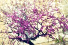 Cherry blossom  in  Monaco...(^_^)