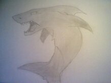 Requin
