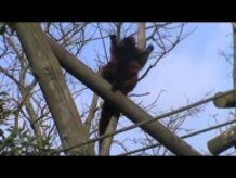 genkidama animals piano HD