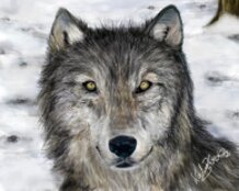 A wolf <3 |