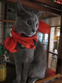 A Report on My Nichijou Bento and Sakamoto-san Bento