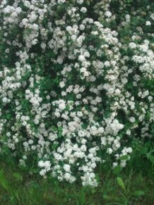 WhiteBlooms