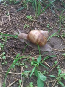 Snail
