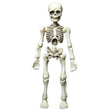Posable Skeleton - Human 01