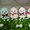 Makiba no Kids Alpacasso series