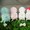 Makiba no Kids Alpacasso series