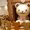 An Inside Look at Sanrio Puroland&rsquor;s New Attraction, &OpenCurlyDoubleQuote;Lady Kitty House&rdquor;! 7