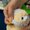 Makiba no Kids Alpacasso series