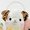 Is it Really REAL?! This Dreamy Alpacasso 100-Plushie Set is Unbelievably Kawaii! 6