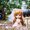 Nendoroid More: Dress-up Wedding [Kixkillradio Showcase] 18