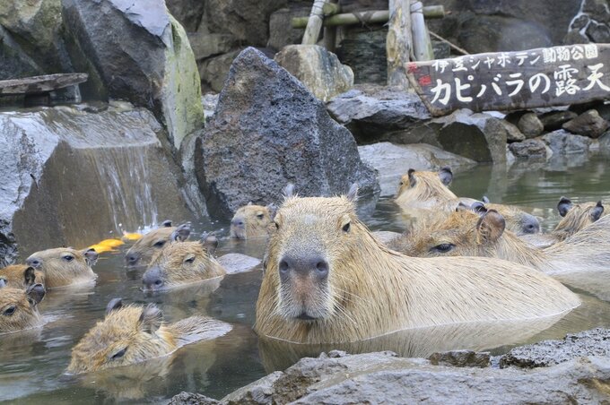 Yuzu Capybara Soak in Hot Spring】waisthi tape hand account
