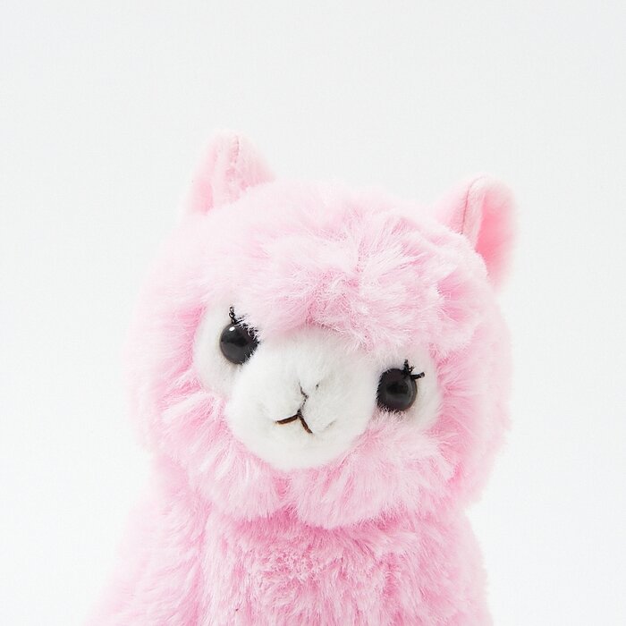 alpacasso collection