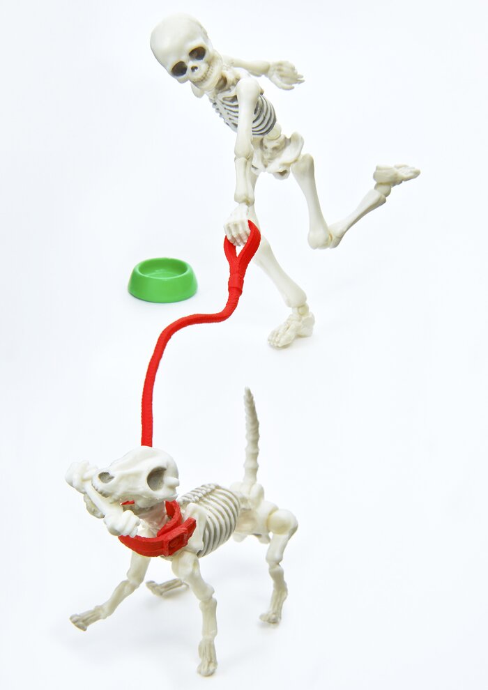 skeleton dog toy