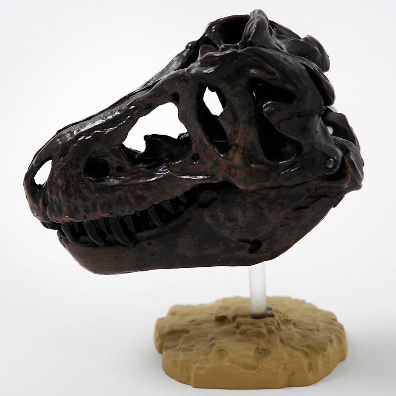 Capsule Q Dinosaur Excavation Chronicle - Tyrannosaurus Rex