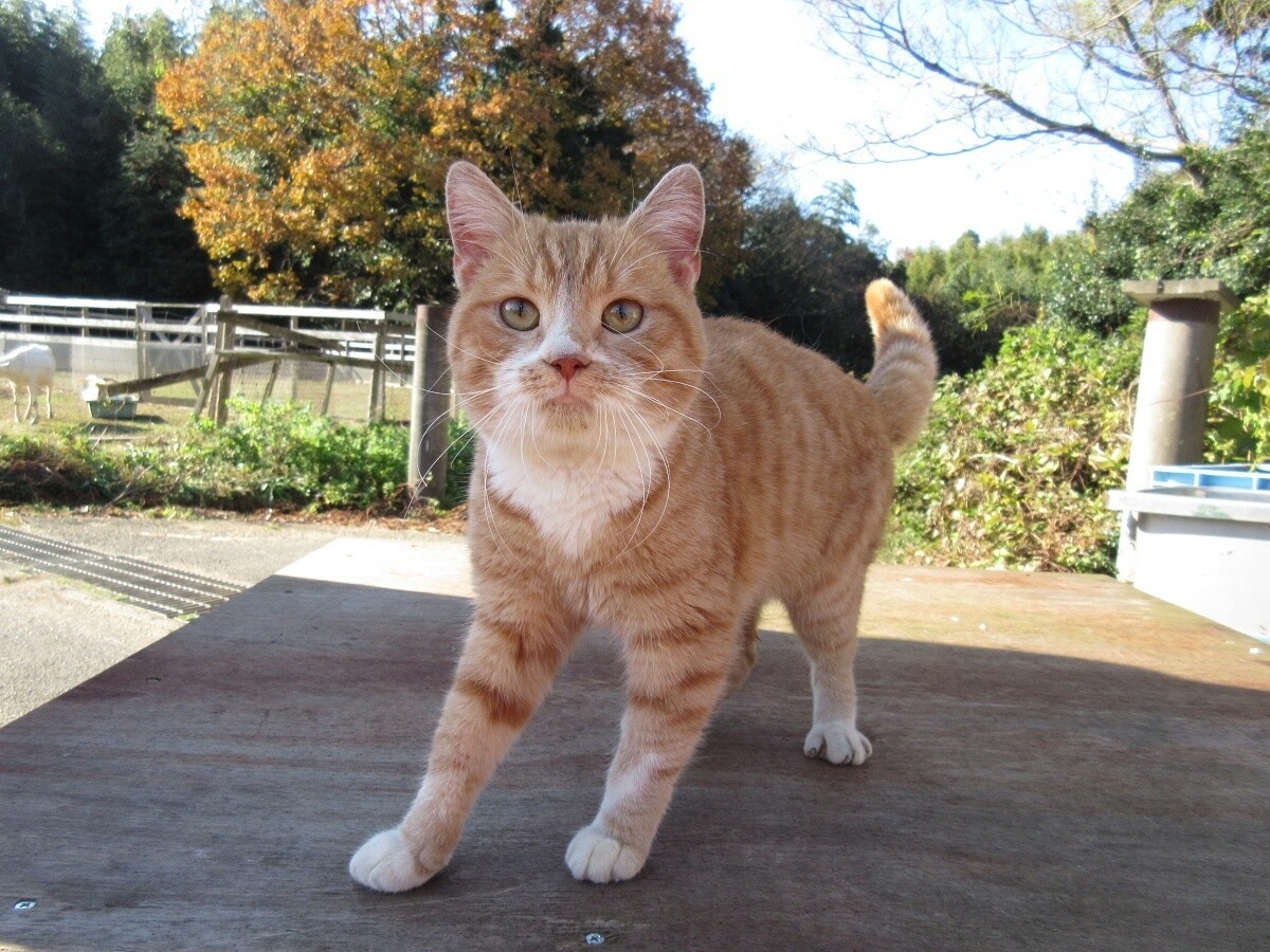 Neko Atsume no Ie Releases Hollywood-style Trailer 1