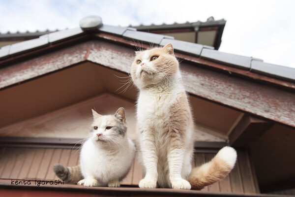 Meet the Cat Stars of the Neko Atsume Movie in the Official Photo Book! 3