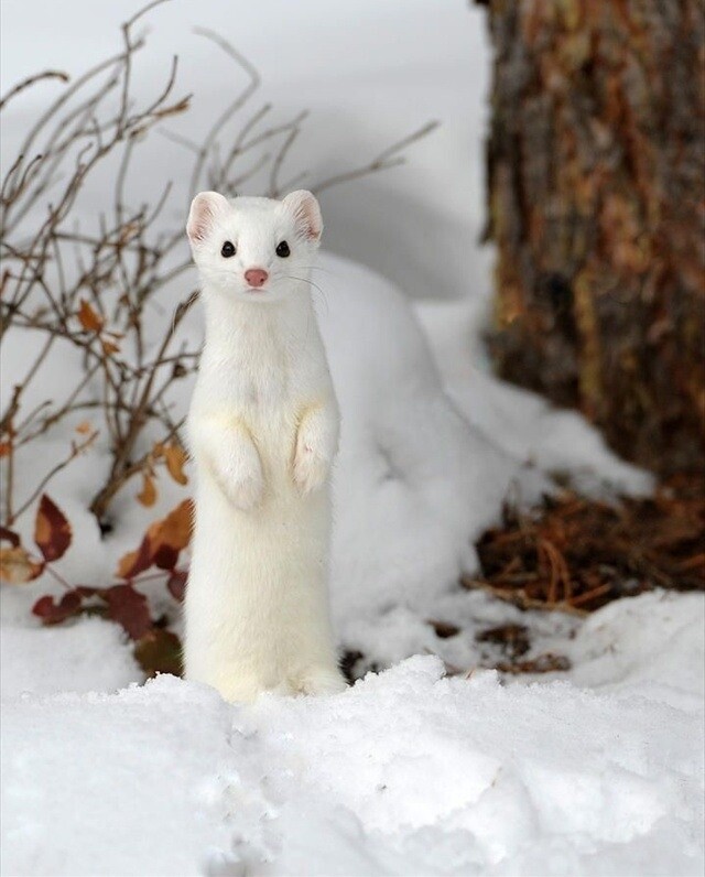 6 Hokkaido Animals that Hide in Snow 6