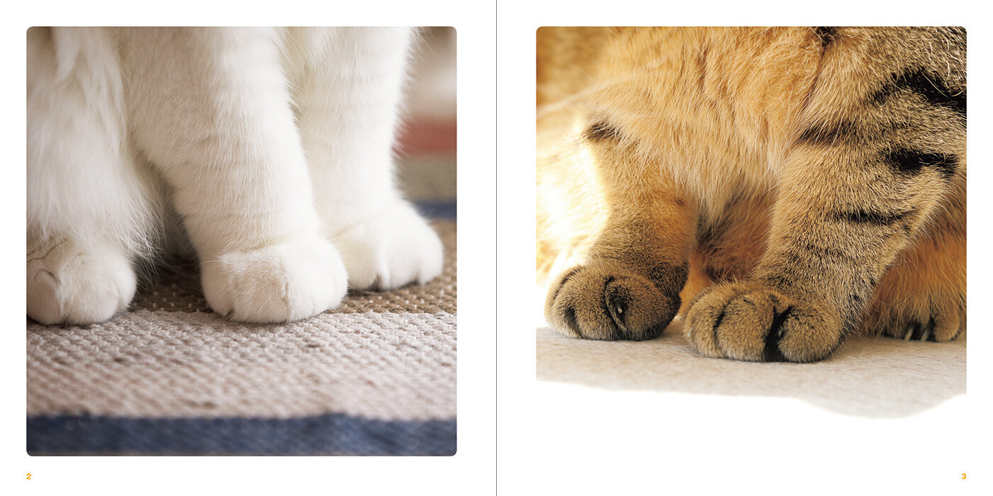 Precious Neko no Otete Photo Book Focuses on Kitties' Adorable Little Paws! 1