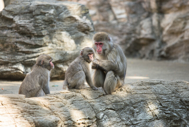 5 Heavenly Destinations in Japan for the Animal Lover [Ikemen Edition] 2