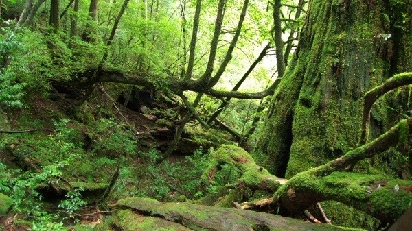 Top 5 Things to Do & See on Yakushima 3
