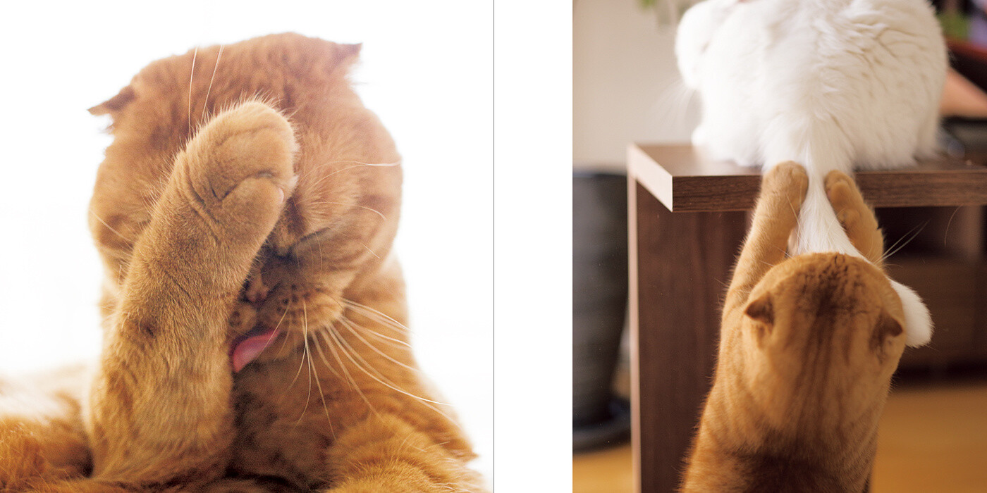 Precious Neko no Otete Photo Book Focuses on Kitties' Adorable Little Paws! 2