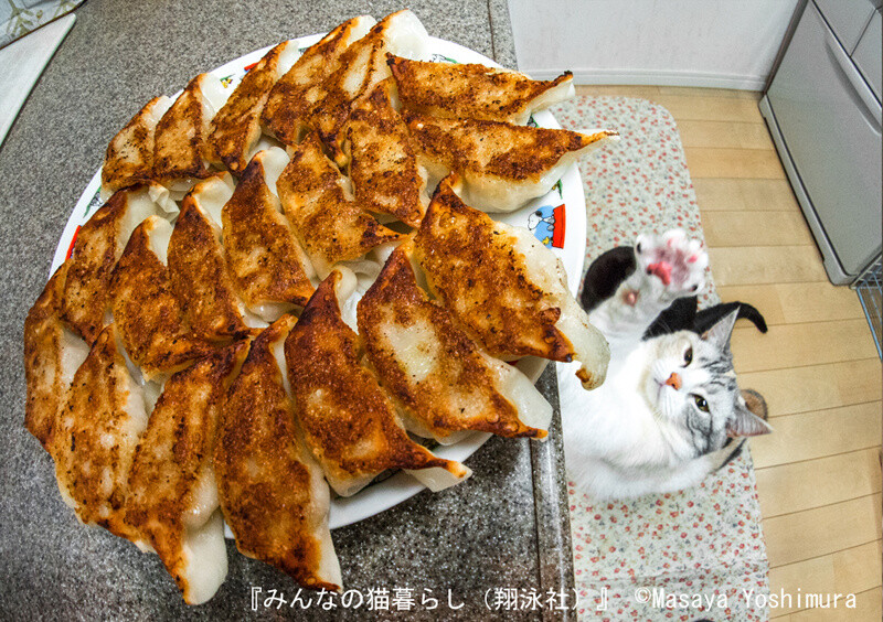 The cameraman’s three kitty apprentices (Masaya Yoshimura) 5