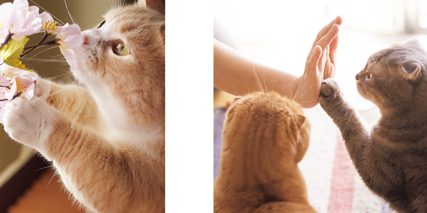 Precious Neko no Otete Photo Book Focuses on Kitties' Adorable Little Paws! 4