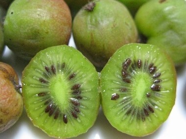 Hardy kiwi 1