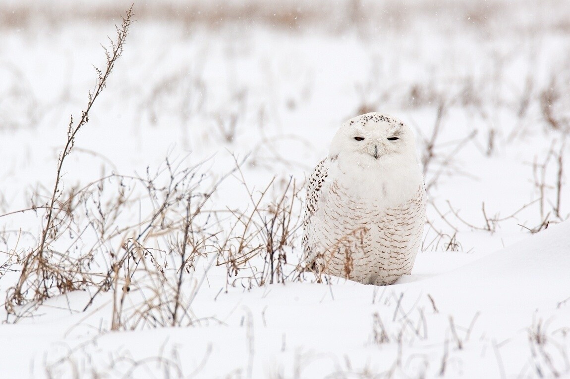 6 Hokkaido Animals that Hide in Snow 2