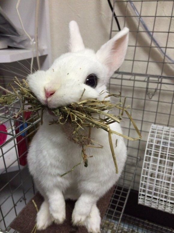 Adorably derpy bunny melts even the most frigid hearts on Japanese Twitter 【Pics】 1