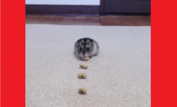 Twitter Has “Cute Competition” and This Hamster is Winning with Amazing Vacuum Cleaner Impression 0