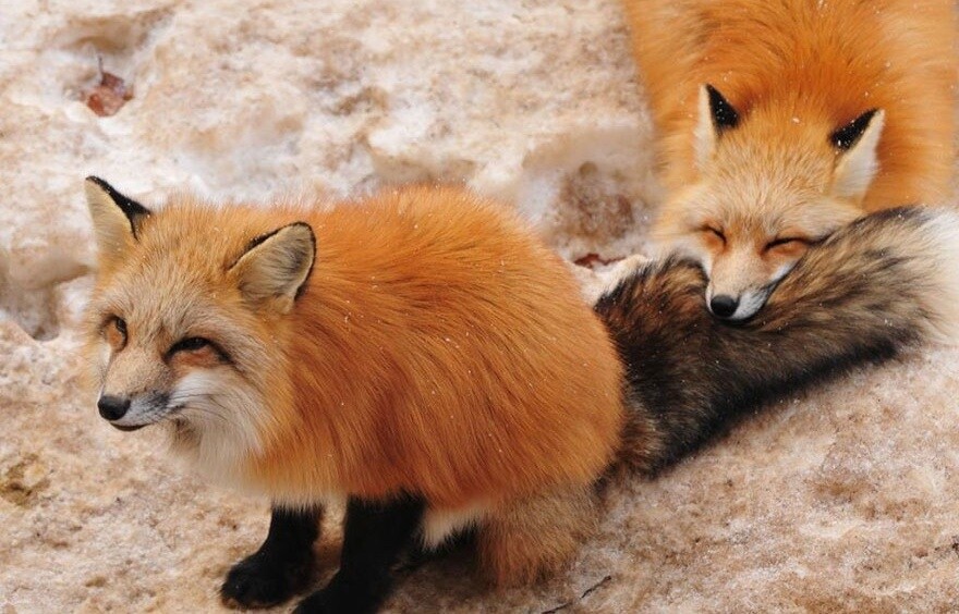 3 Ridiculously Cute Animal Destinations 0