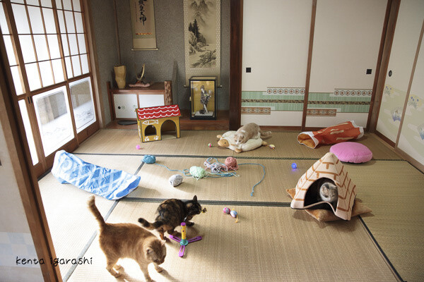 Meet the Cat Stars of the Neko Atsume Movie in the Official Photo Book! 6