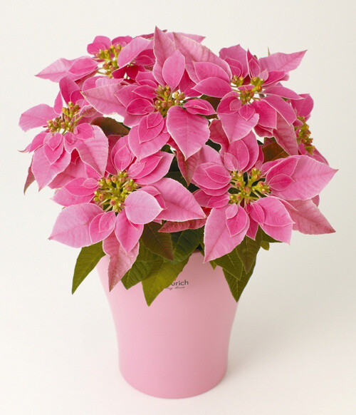 Sanrio’s 2012 Christmas Line Targets Adults With the Concept of Sweet Christmas 1