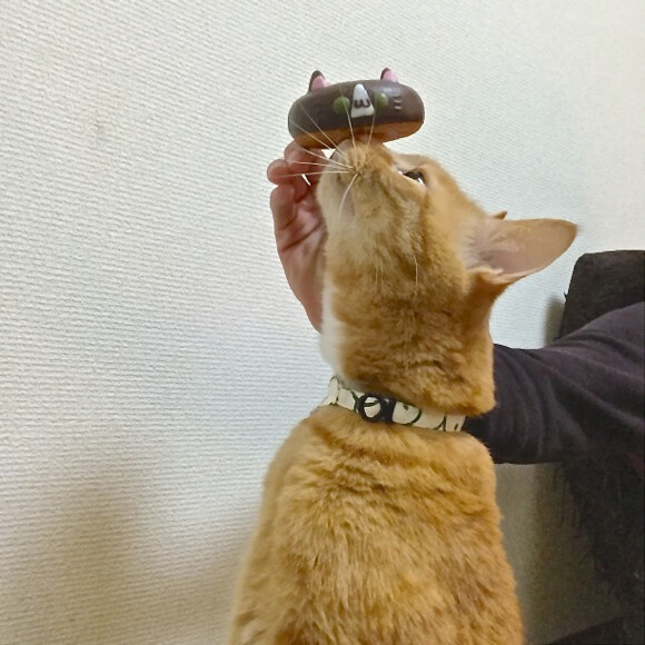Celebrate Cat Day in Japan with these delicious cat doughnuts from Ikumi Mama Animal Doughnuts 14