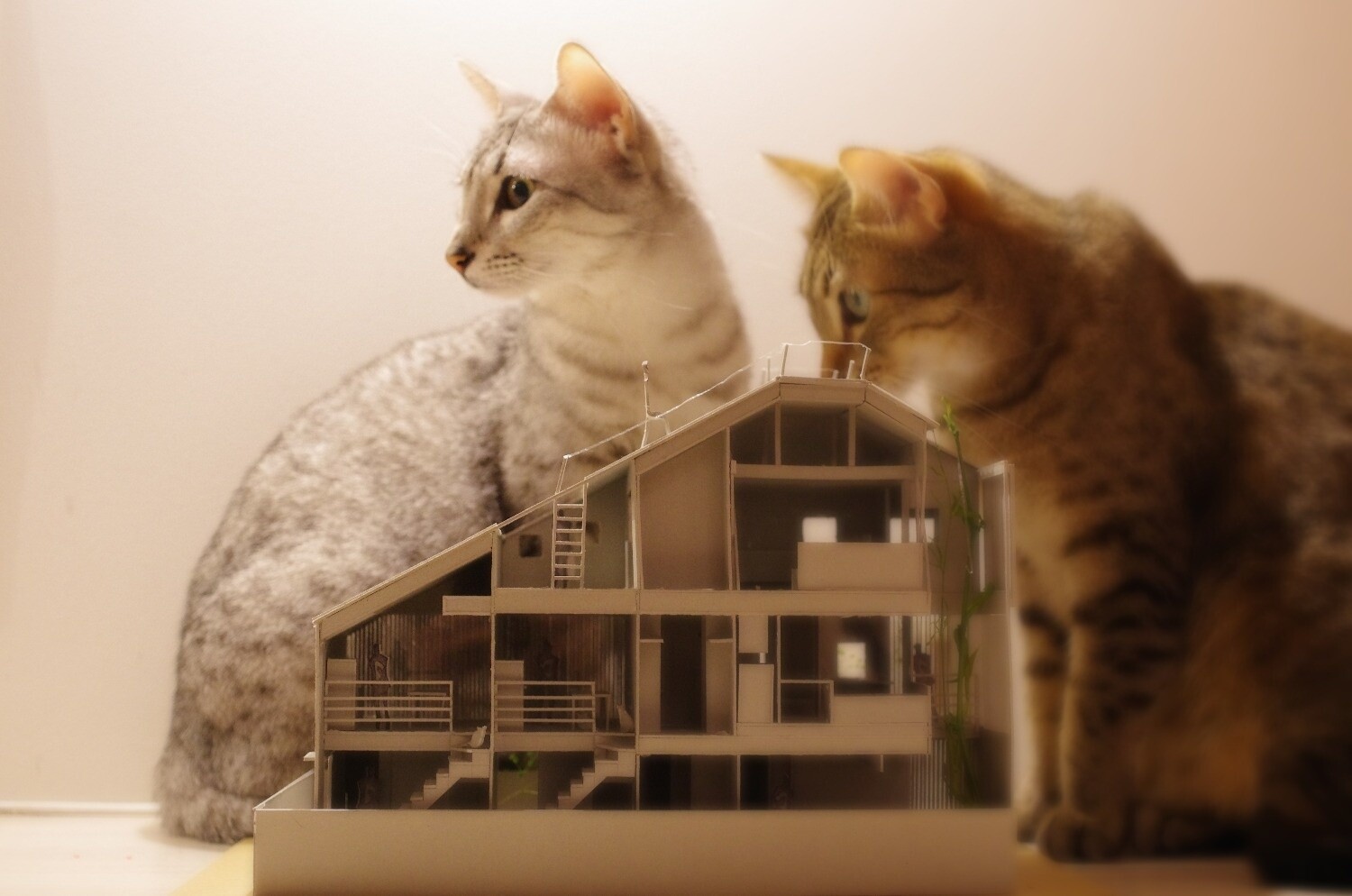 Mauhouse Setagaya model 2 1