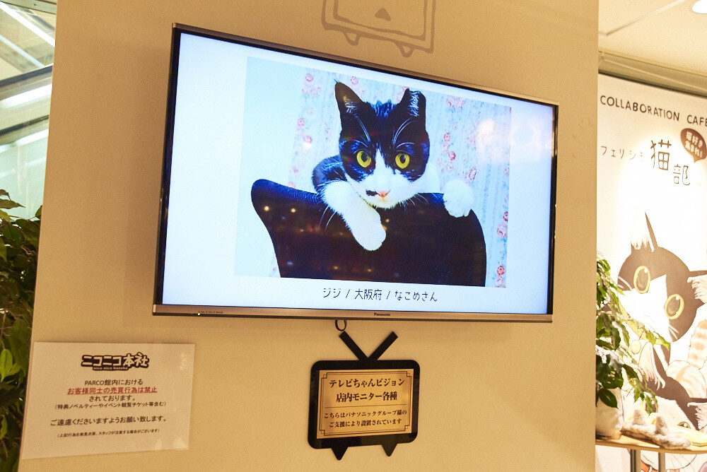 Felissimo Cat Club × nicocafe Collab Cafe: the Purrfect Place to Relax! [Photo Report] 11