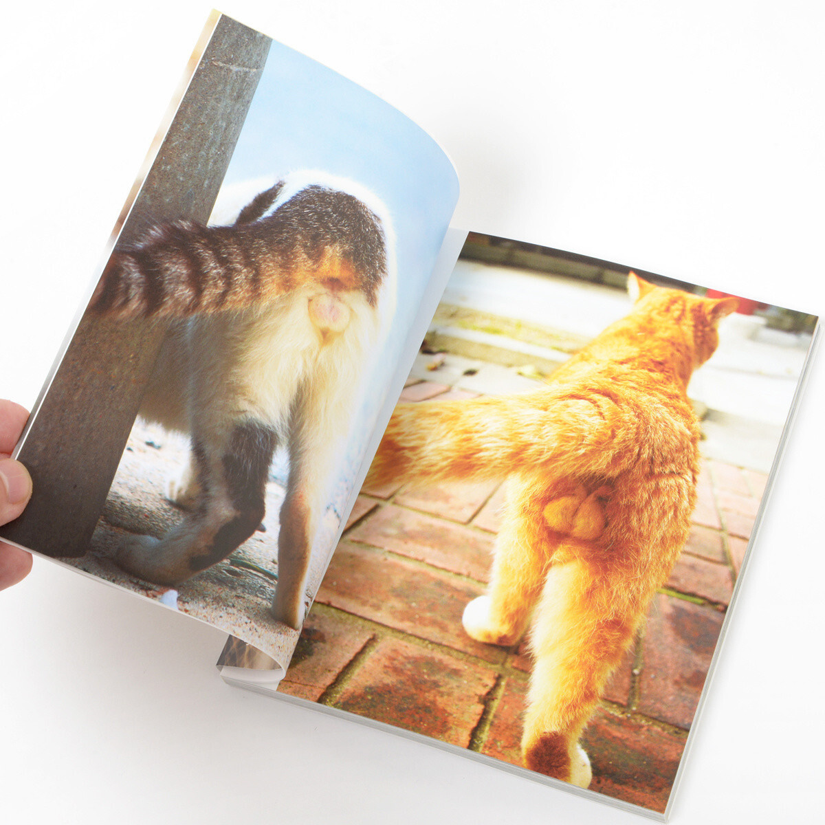 Let These Adorably Furry Behinds Take Your Worries Away 1