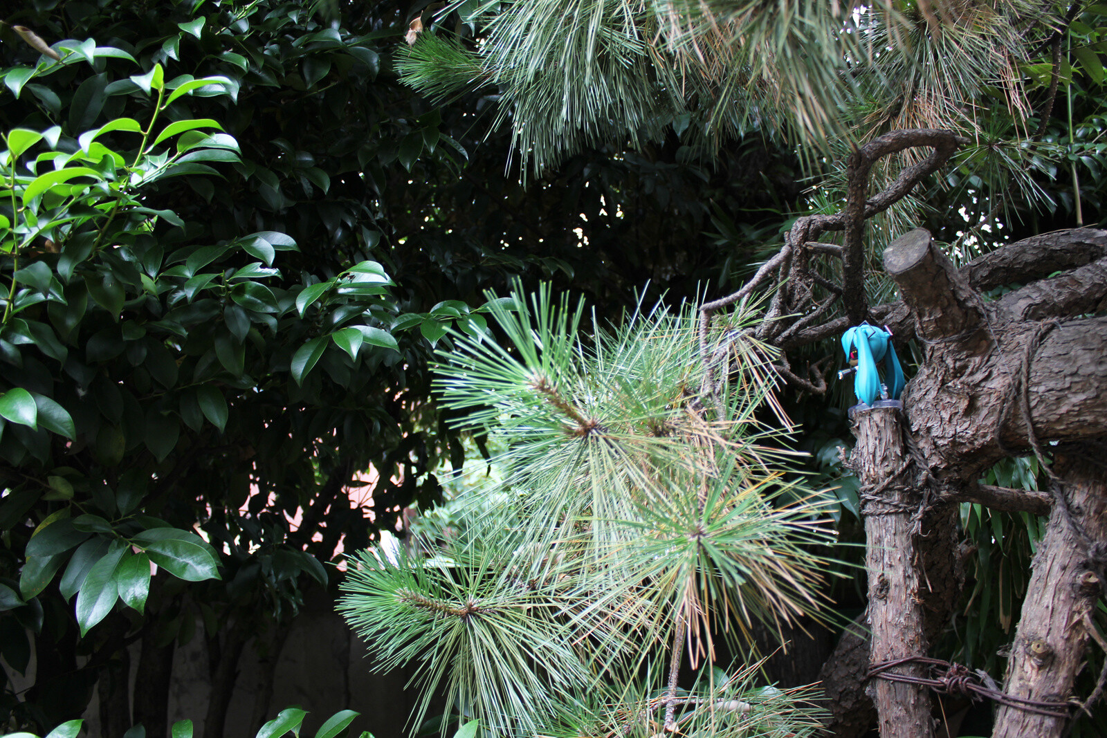 [Buyer’s Blog] Crazy D’s Recommendation: Let's Hang Out with Miku! 2