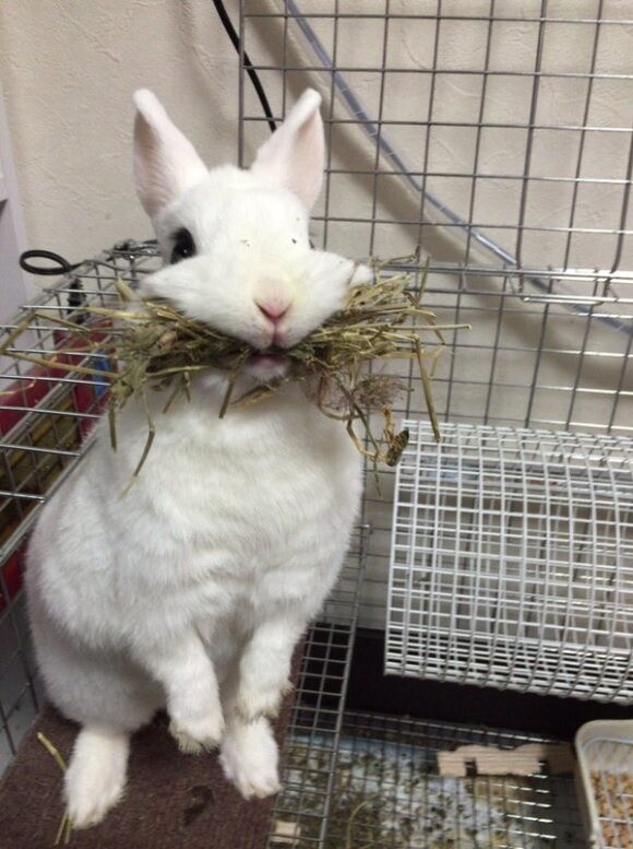 Adorably derpy bunny melts even the most frigid hearts on Japanese Twitter 【Pics】 0