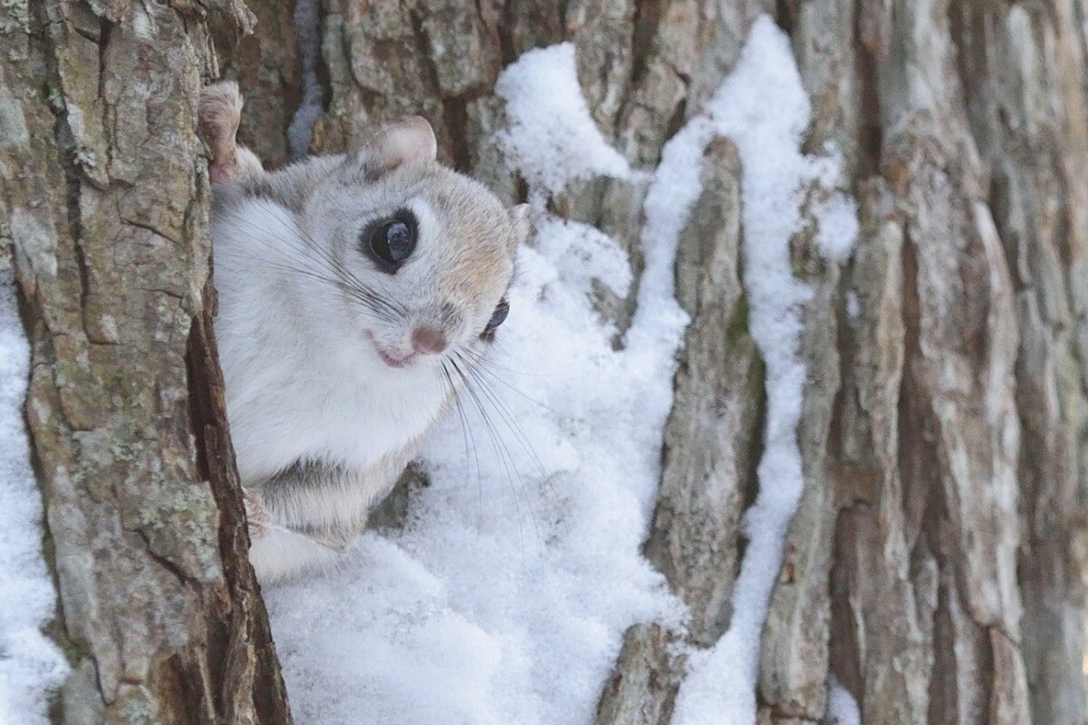 6 Hokkaido Animals that Hide in Snow 4