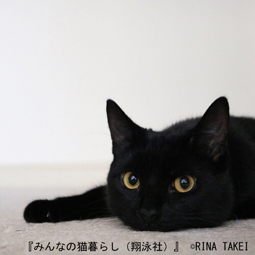 CAT FASHION MUSIC. Living with Guinness. (Rina Takei) 7
