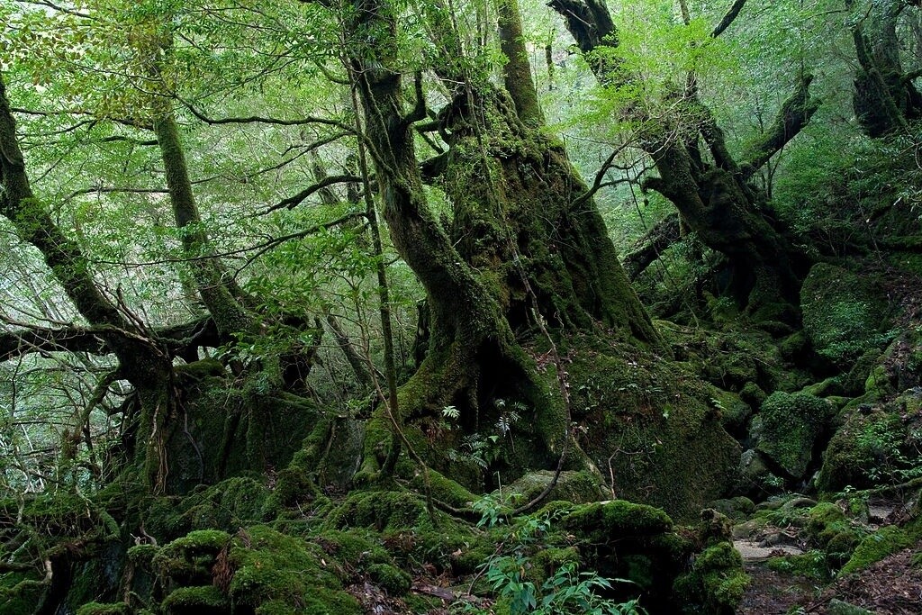 3 Magical Ghibli Hikes 2